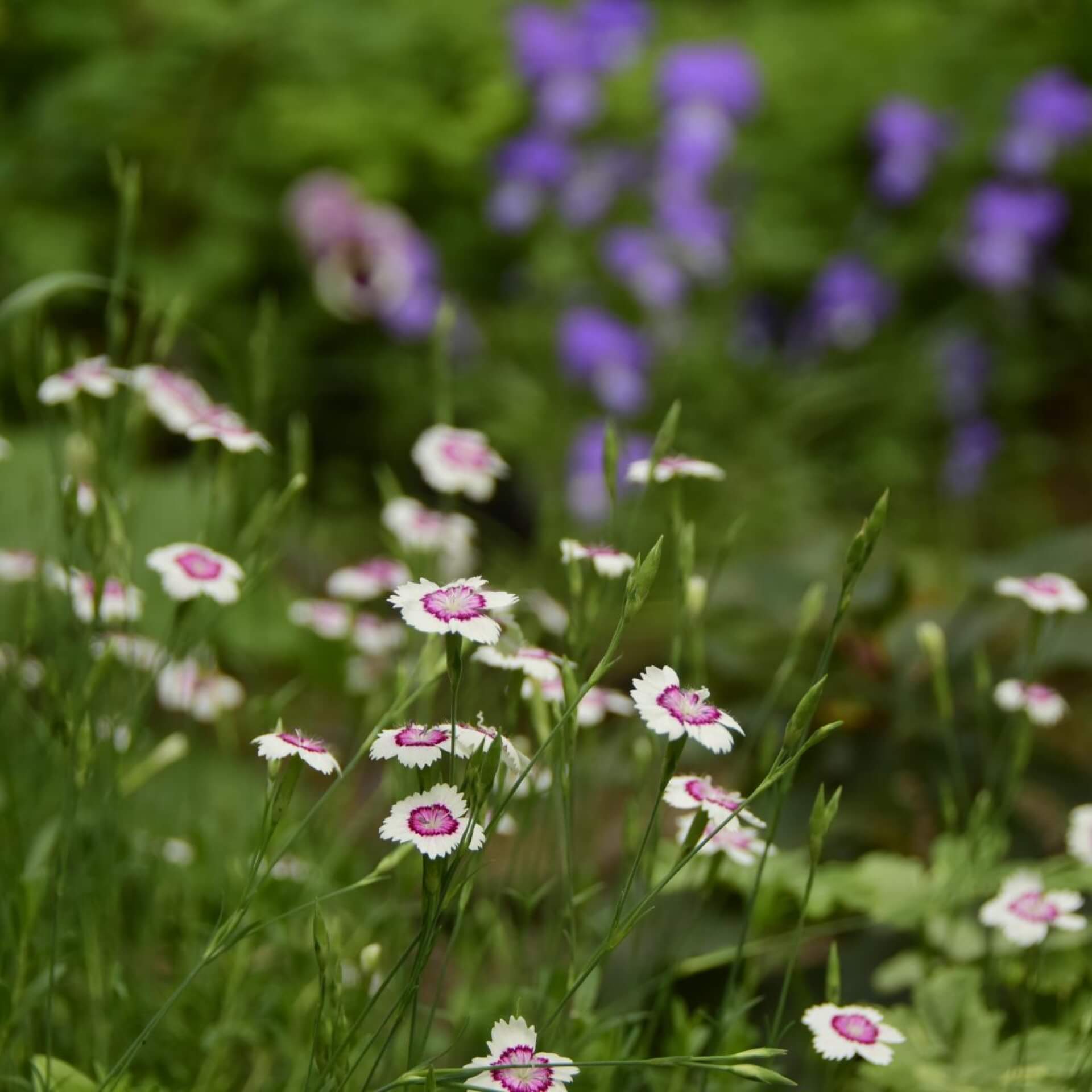 Heide-Nelke 'Arctic Fire' (Dianthus deltoides 'Arctic Fire')