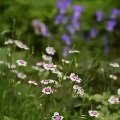 Foto von Heide-Nelke 'Arctic Fire' (Dianthus deltoides 'Arctic Fire')