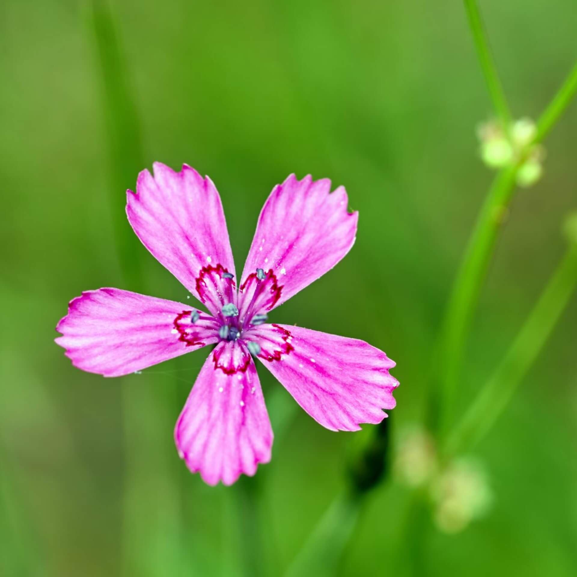 Heide-Nelke 'Brillant' (Dianthus deltoides 'Brillant')