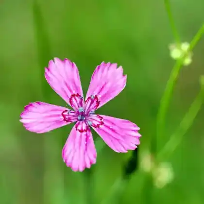 Foto von Heide-Nelke 'Brillant' (Dianthus deltoides 'Brillant')