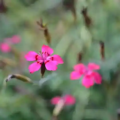 Foto von Heide-Nelke 'Leuchtfunk' (Dianthus deltoides 'Leuchtfunk')
