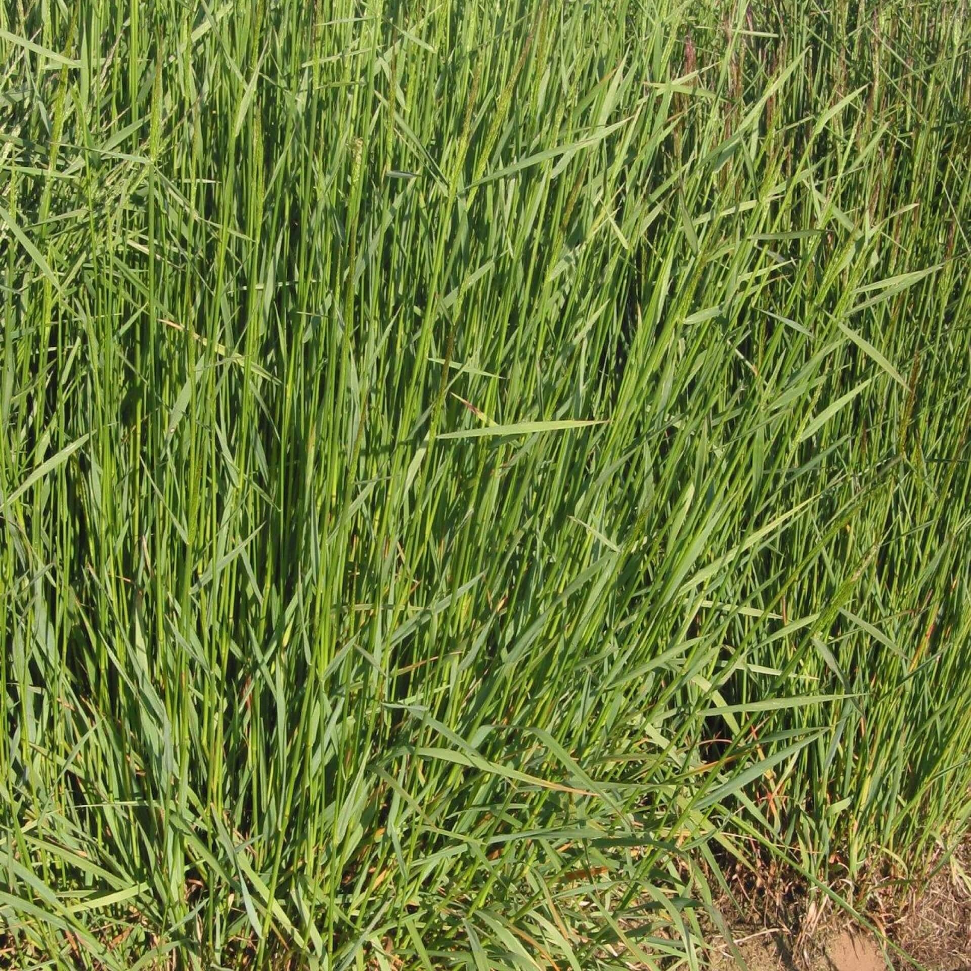 Riesen-Straußgras (Agrostis gigantea)