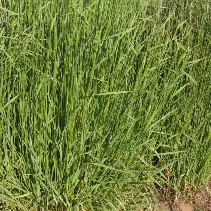 Foto von Riesen-Straußgras (Agrostis gigantea)