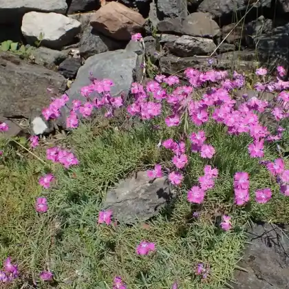 Foto von Pfingst-Nelke (Dianthus gratianopolitanus)