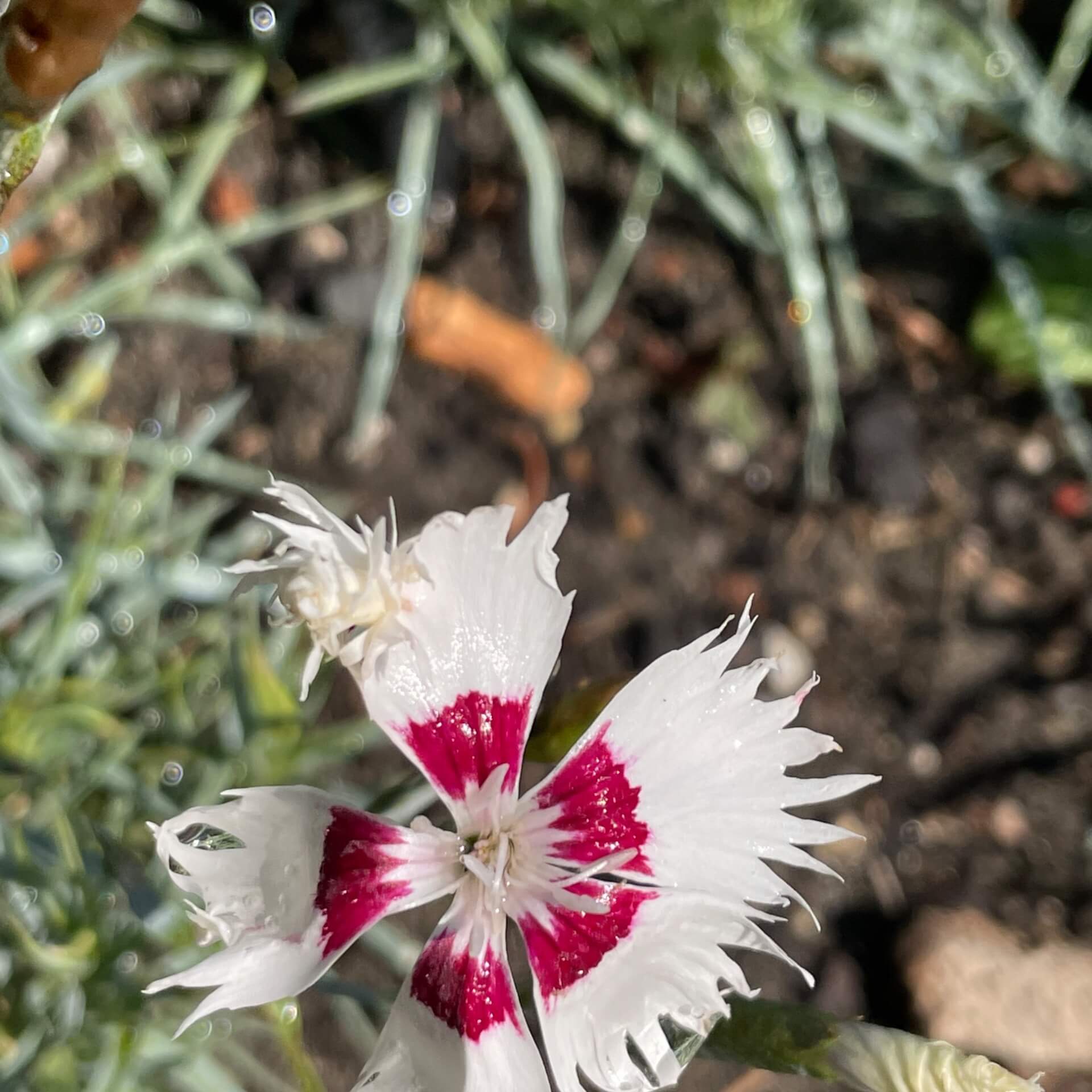Pfingst-Nelke (Dianthus gratianopolitanus)