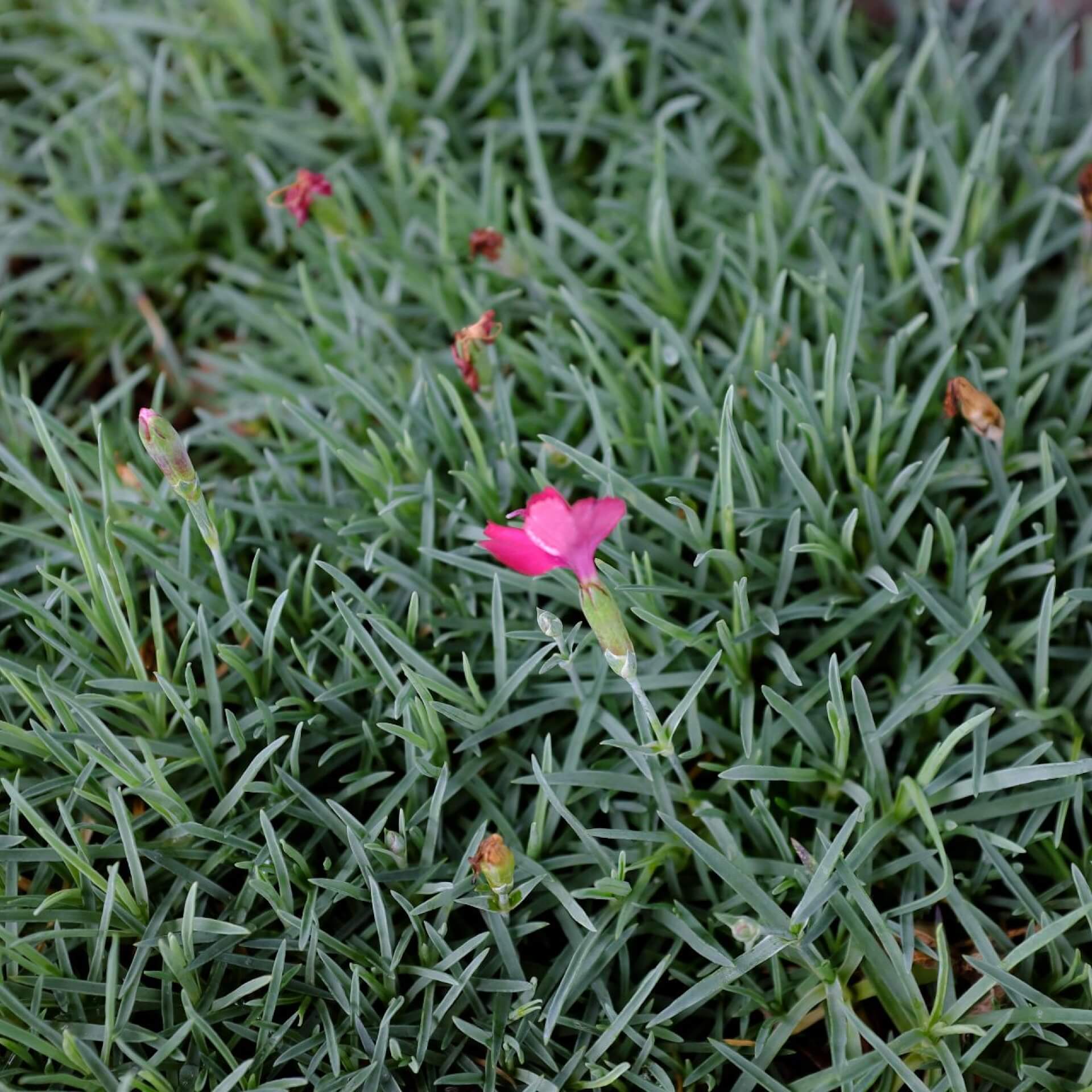 Pfingst-Nelke 'Badenia' (Dianthus gratianopolitanus 'Badenia')