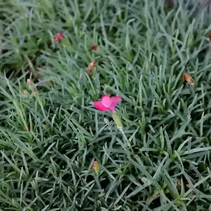 Foto von Pfingst-Nelke 'Badenia' (Dianthus gratianopolitanus 'Badenia')