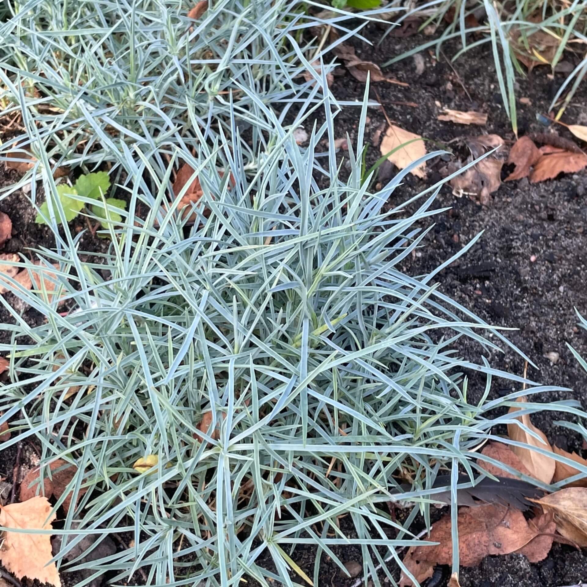 Pfingst-Nelke 'Blaureif' (Dianthus gratianopolitanus 'Blaureif')