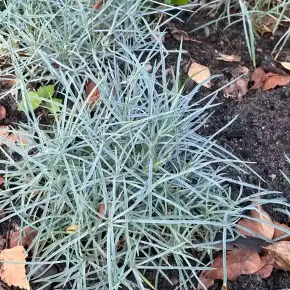 Foto von Pfingst-Nelke 'Blaureif' (Dianthus gratianopolitanus 'Blaureif')