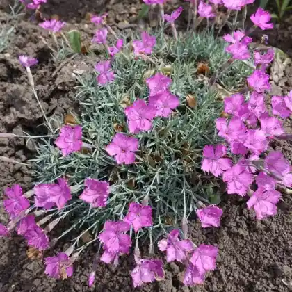 Foto von Pfingst-Nelke 'La Bourboule' (Dianthus gratianopolitanus 'La Bourboule')