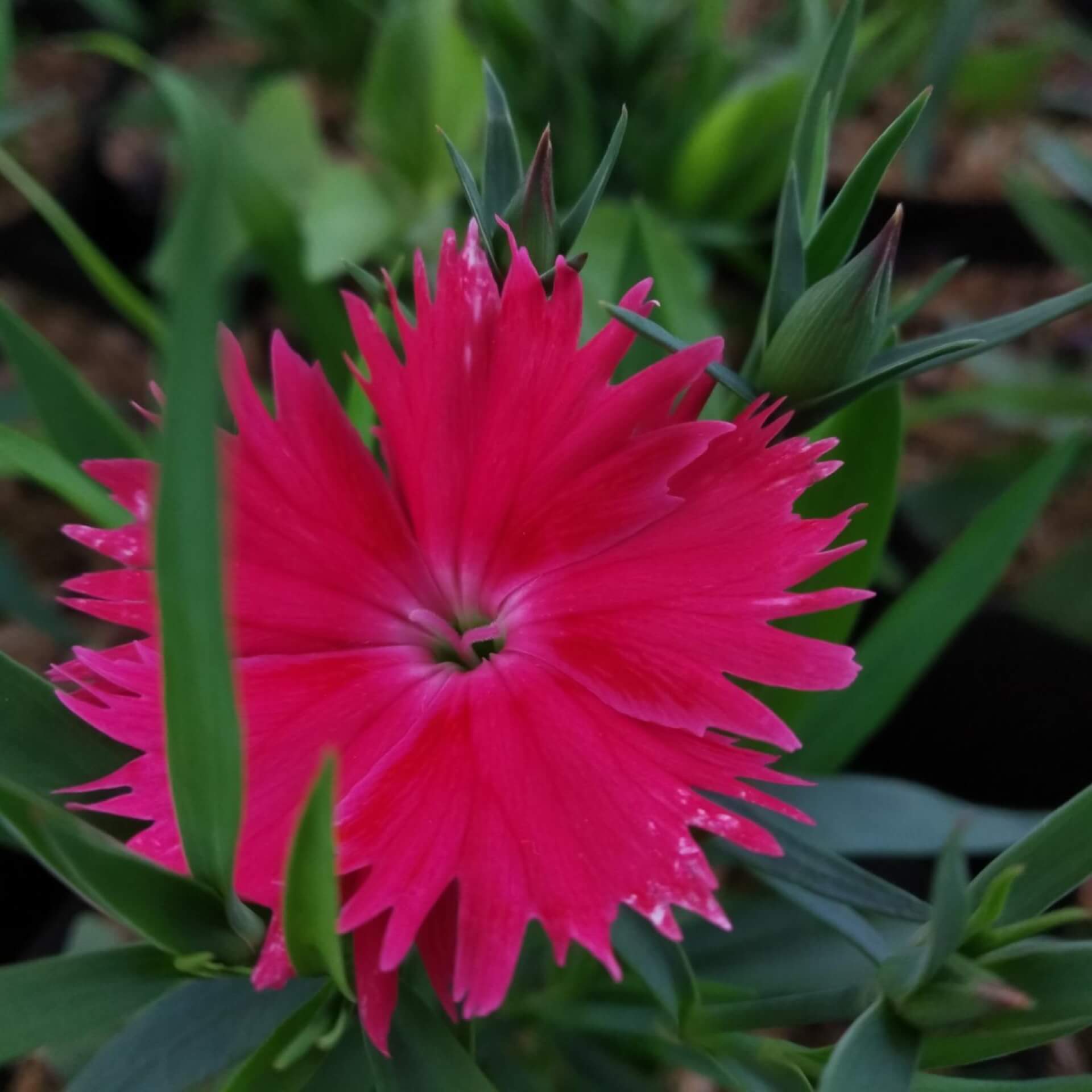 Pfingst-Nelke 'Rubin' (Dianthus gratianopolitanus 'Rubin')