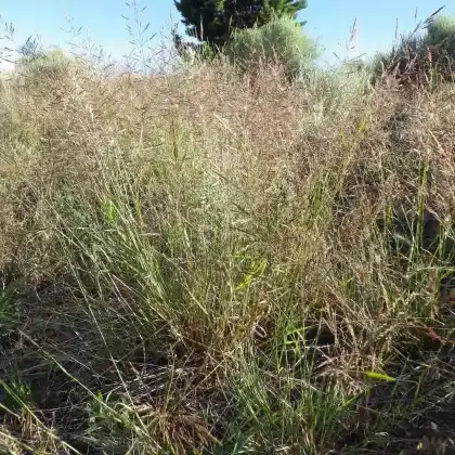Foto von Weißes Straußgras (Agrostis stolonifera)