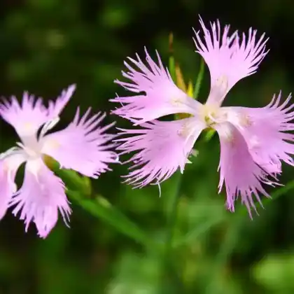 Foto von Montpellier-Nelke (Dianthus monspessulanus)
