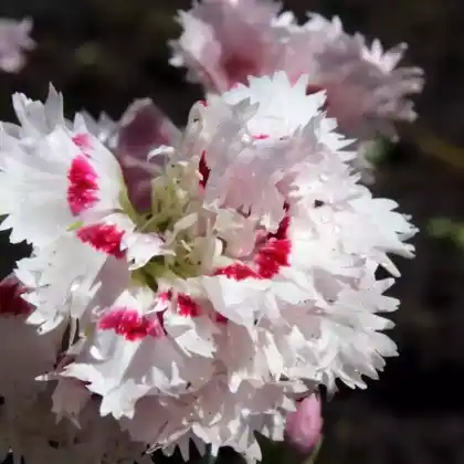 Foto von Feder-Nelke 'Ine' (Dianthus plumarius 'Ine')