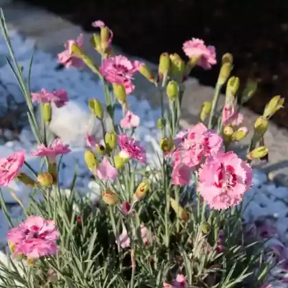 Foto von Feder-Nelke 'Maggie' (Dianthus plumarius 'Maggie')
