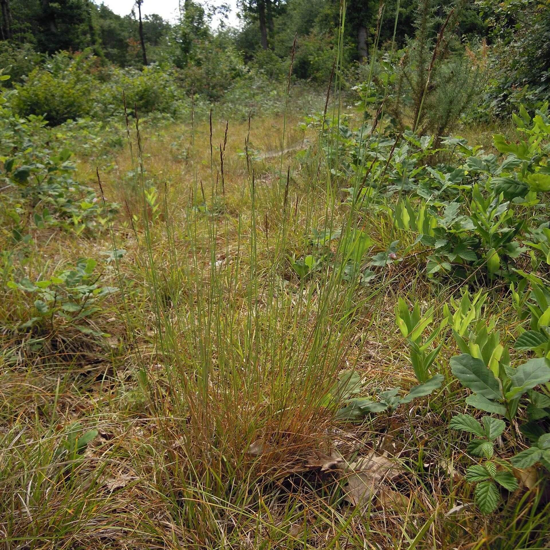 Schmalrispiges Straußgras (Agrostis vinealis)