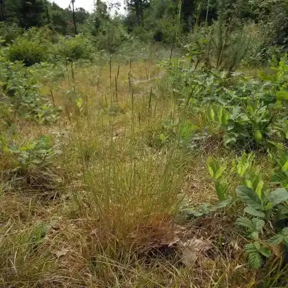 Foto von Schmalrispiges Straußgras (Agrostis vinealis)