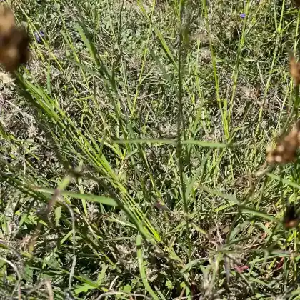 Foto von Pannonische Karthäuser-Nelke (Dianthus pontederae)