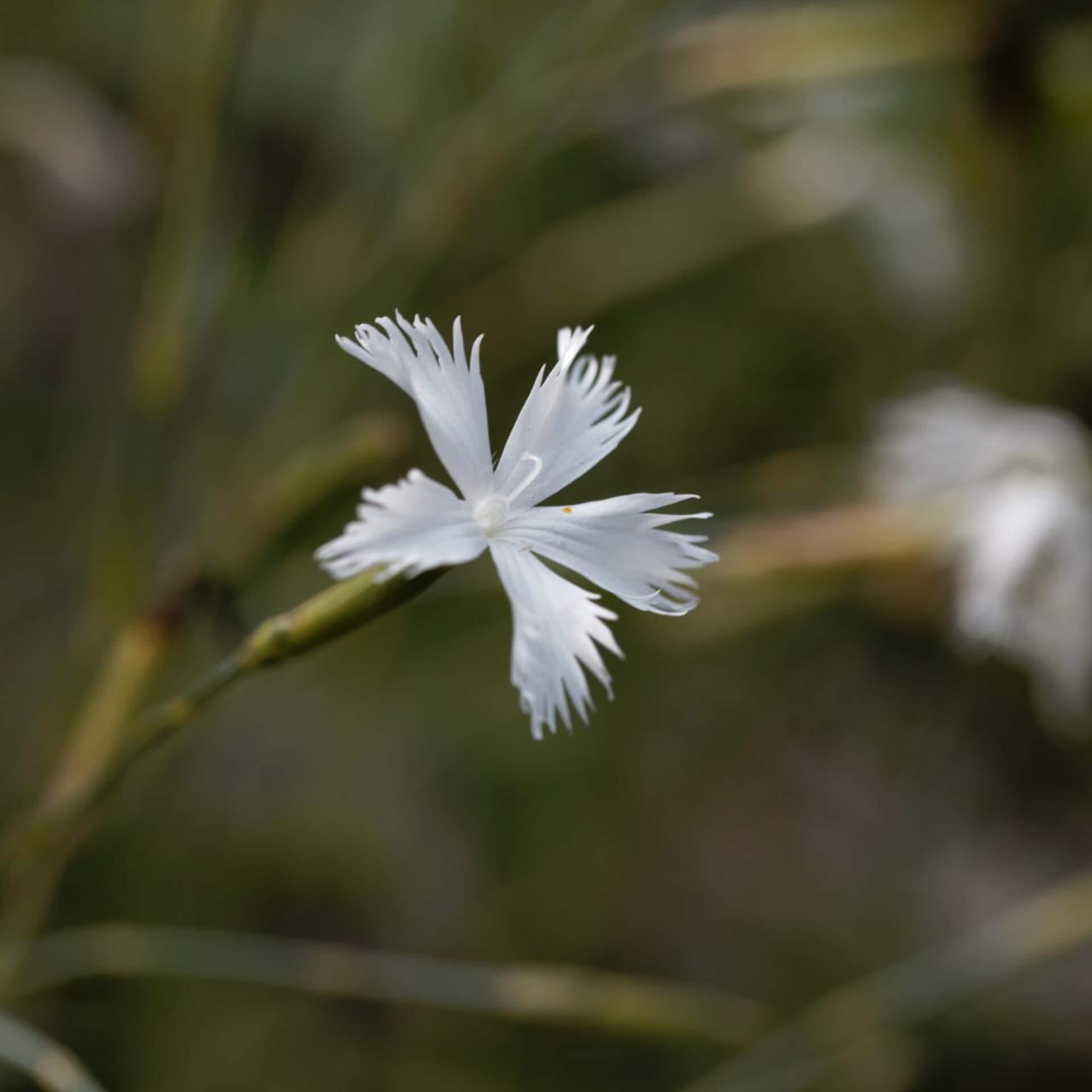 Spät-Nelke (Dianthus serotinus)