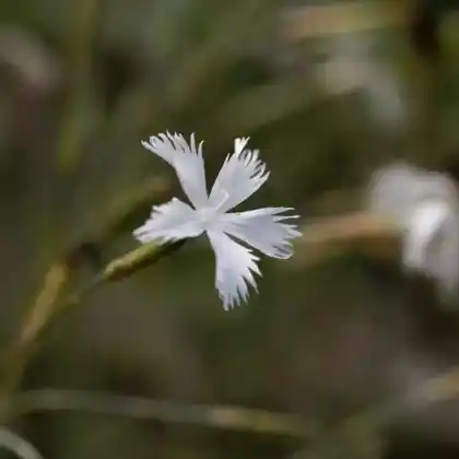 Foto von Spät-Nelke (Dianthus serotinus)