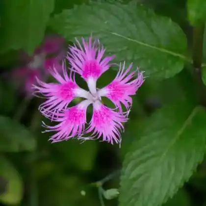 Foto von Pracht-Nelke (Dianthus superbus)