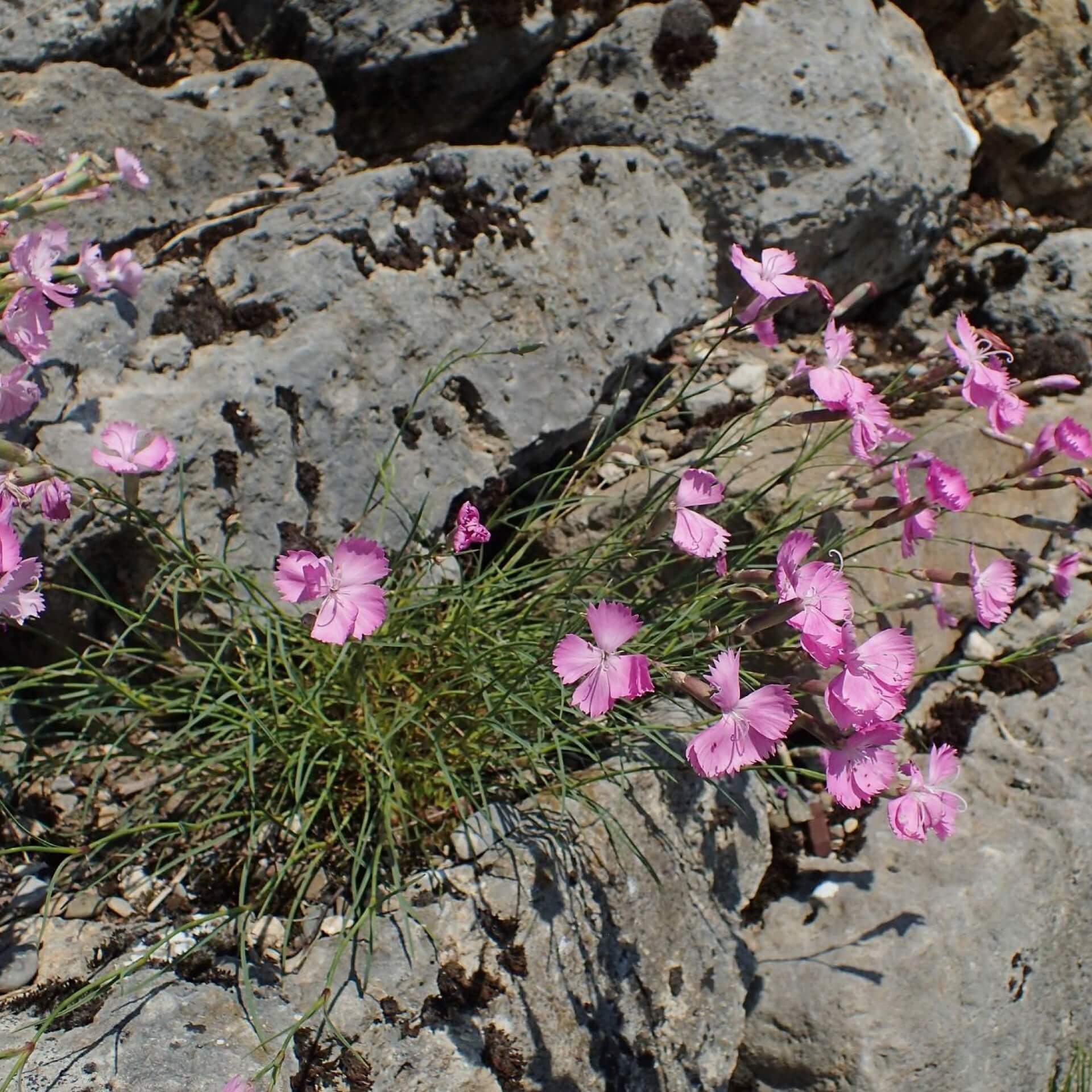 Stein-Nelke (Dianthus sylvestris)