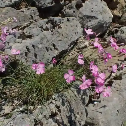 Foto von Stein-Nelke (Dianthus sylvestris)