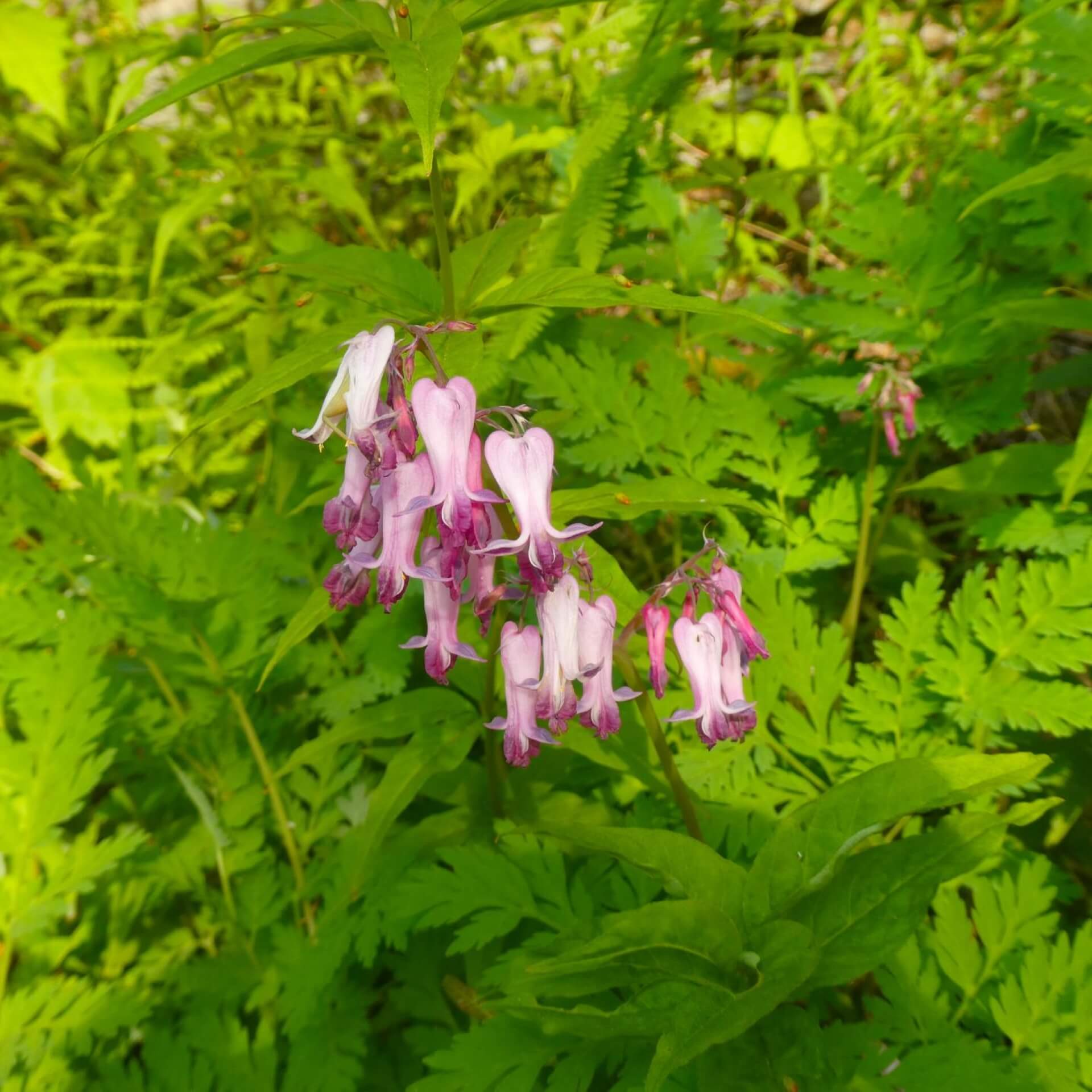 Zwerg-Herzblume (Dicentra eximia)