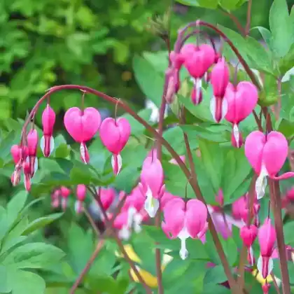 Foto von Tränendes Herz (Dicentra spectabilis)