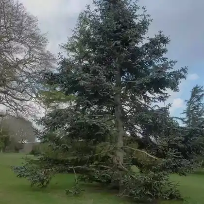 Foto von Blau-Tanne (Abies procera 'Glauca')