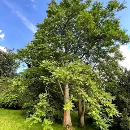 Foto von Götterbaum (Ailanthus altissima)