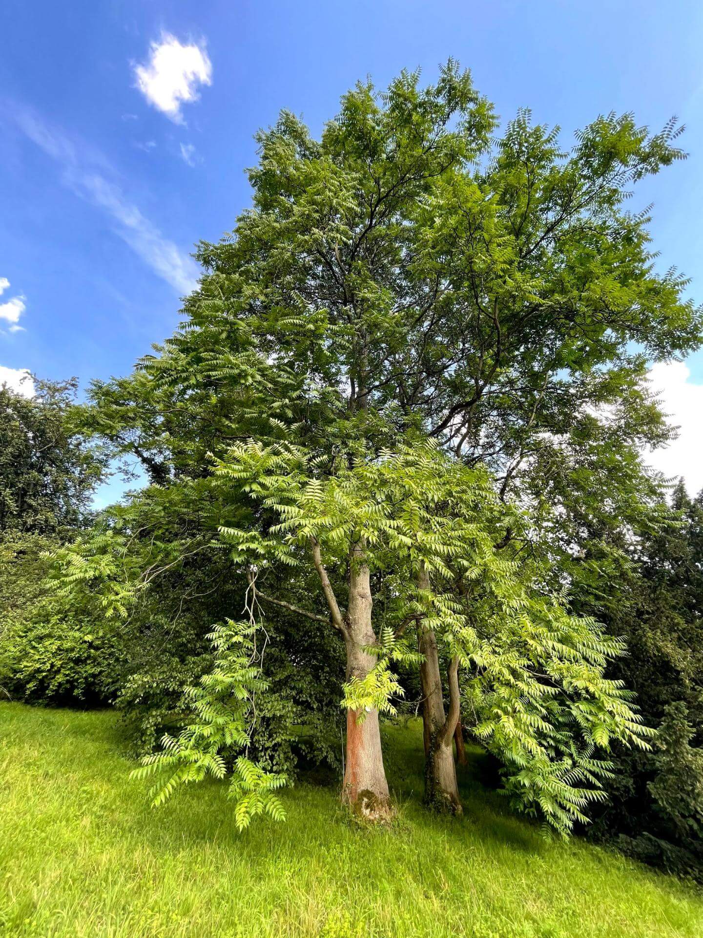 Götterbaum / Ailanthus altissima
