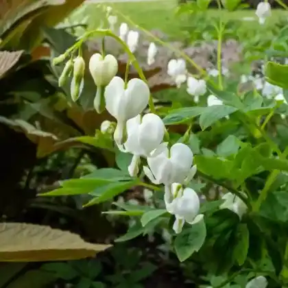 Foto von Tränendes Herz 'Alba' (Dicentra spectabilis 'Alba')