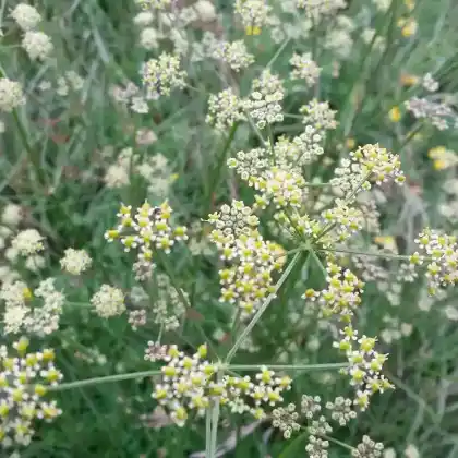 Foto von Kümmelblatt-Haarstrang (Dichoropetalum carvifolia)