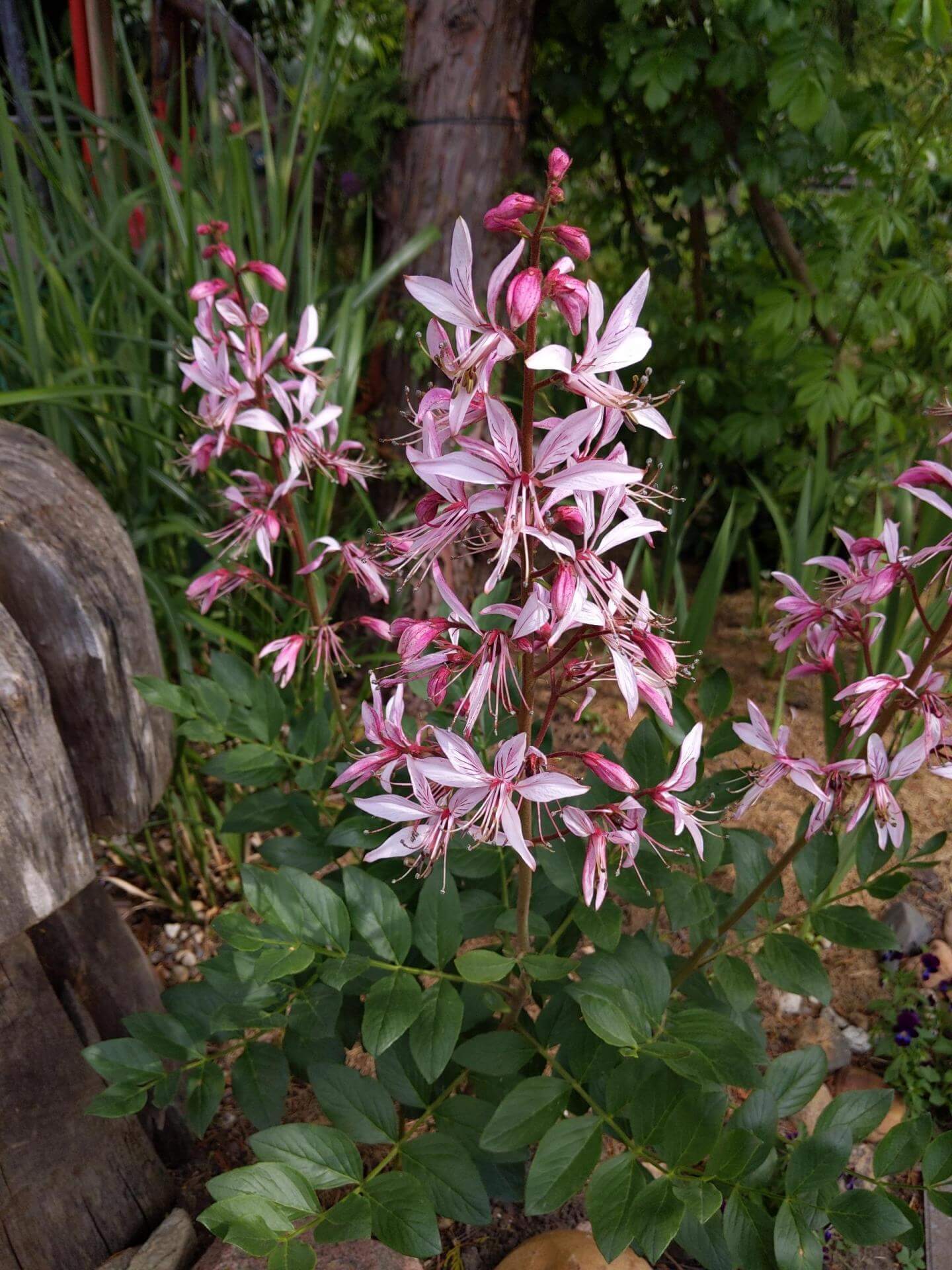 Diptam / Dictamnus albus