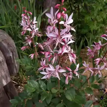 Foto von Diptam (Dictamnus albus)