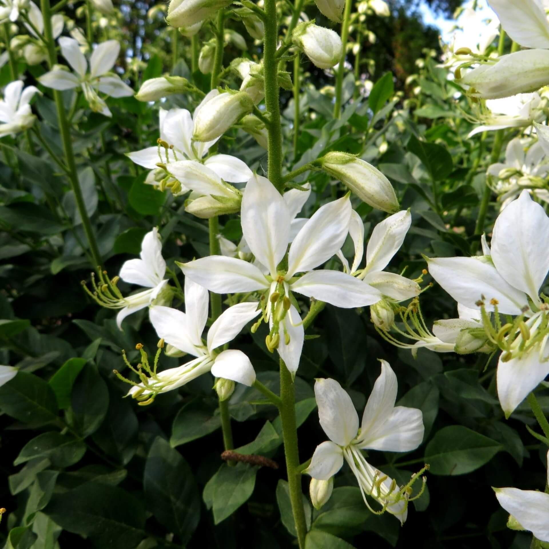 Weißblühender Diptam 'Albiflorus' (Dictamnus albus 'Albiflorus')