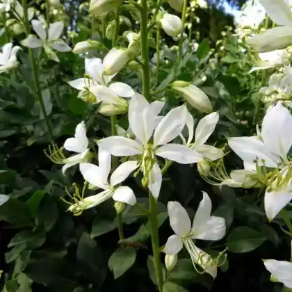 Foto von Weißblühender Diptam 'Albiflorus' (Dictamnus albus 'Albiflorus')