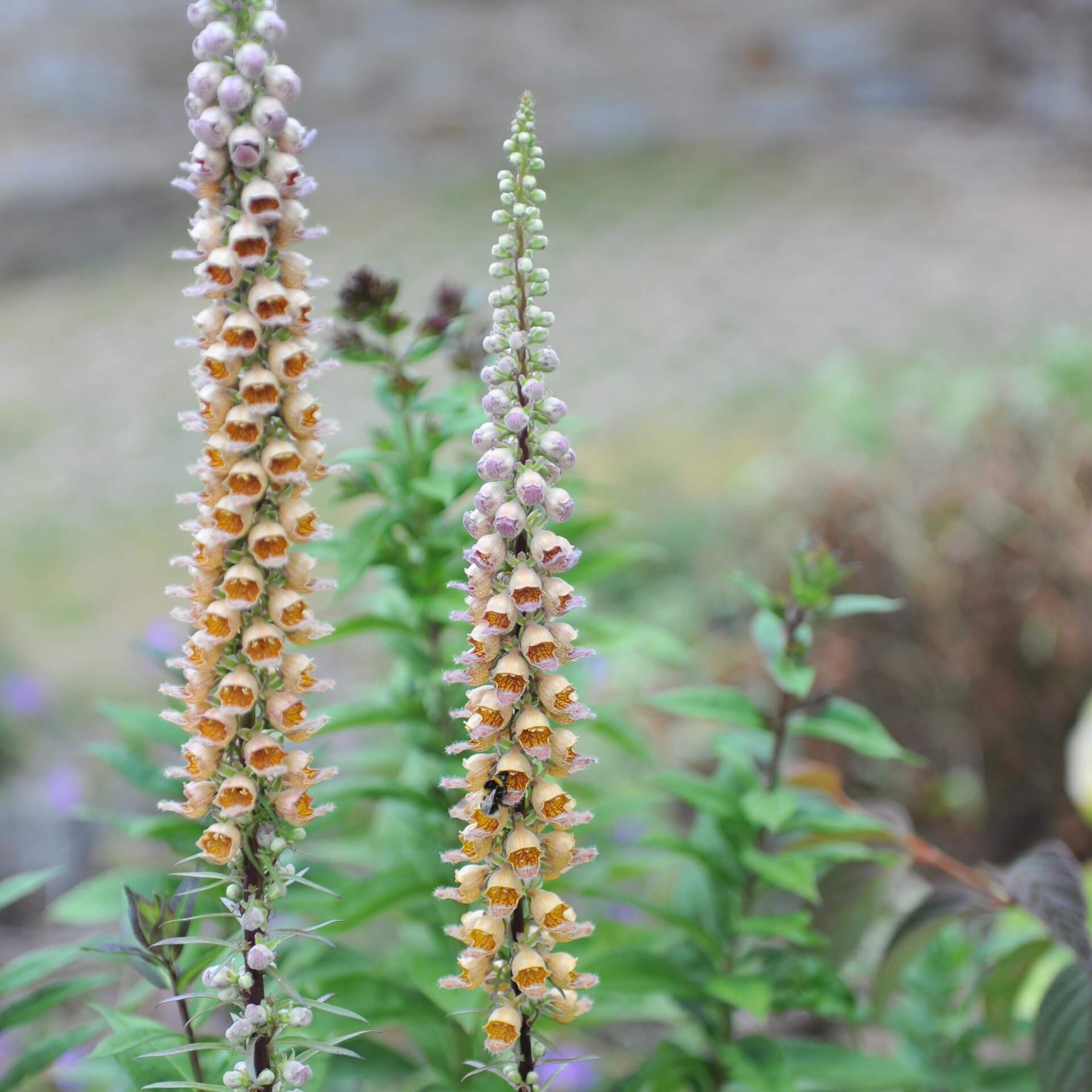 Fingerhut 'Gelber Herold' (Digitalis ferruginea 'Gelber Herold')