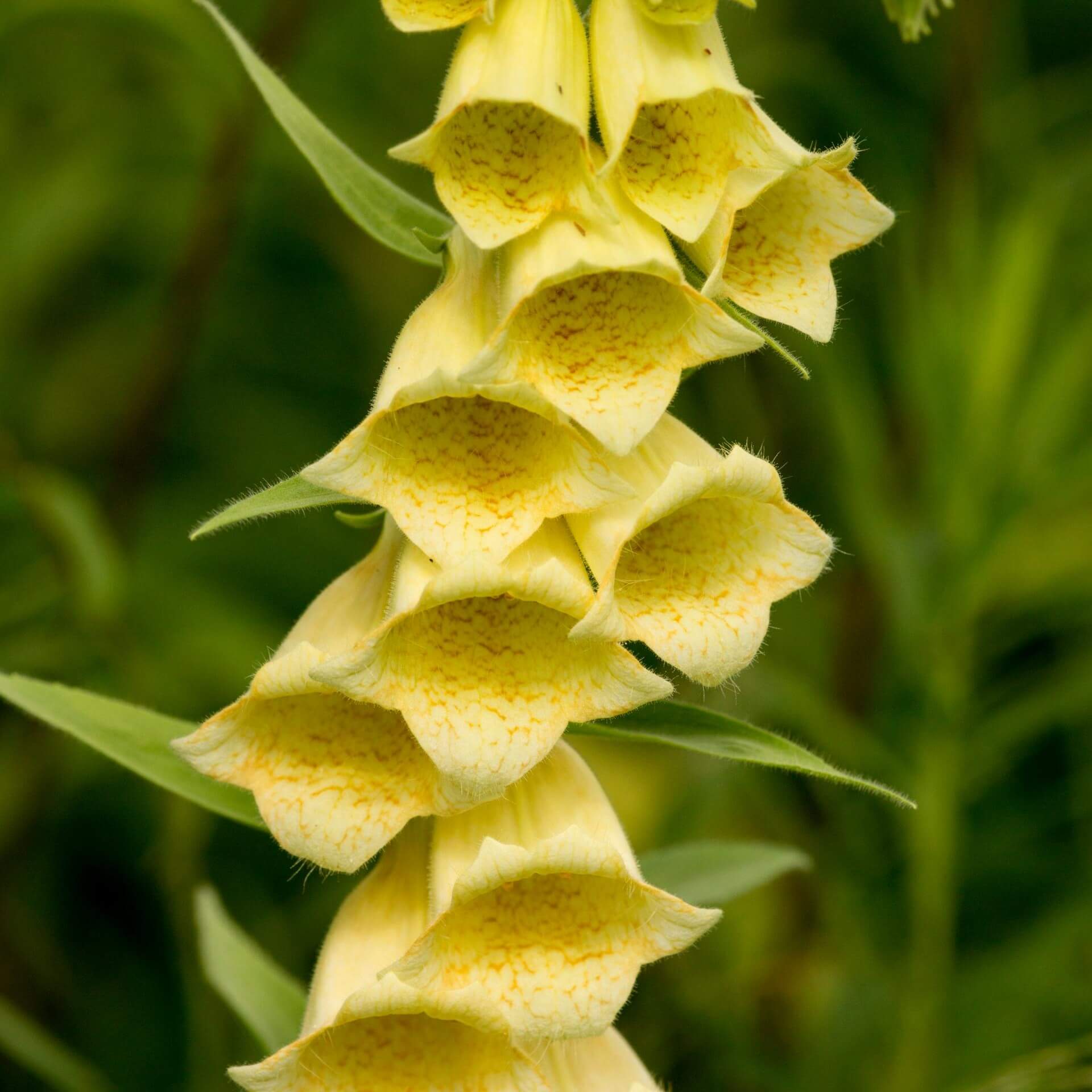 Großblütiger Fingerhut (Digitalis grandiflora)