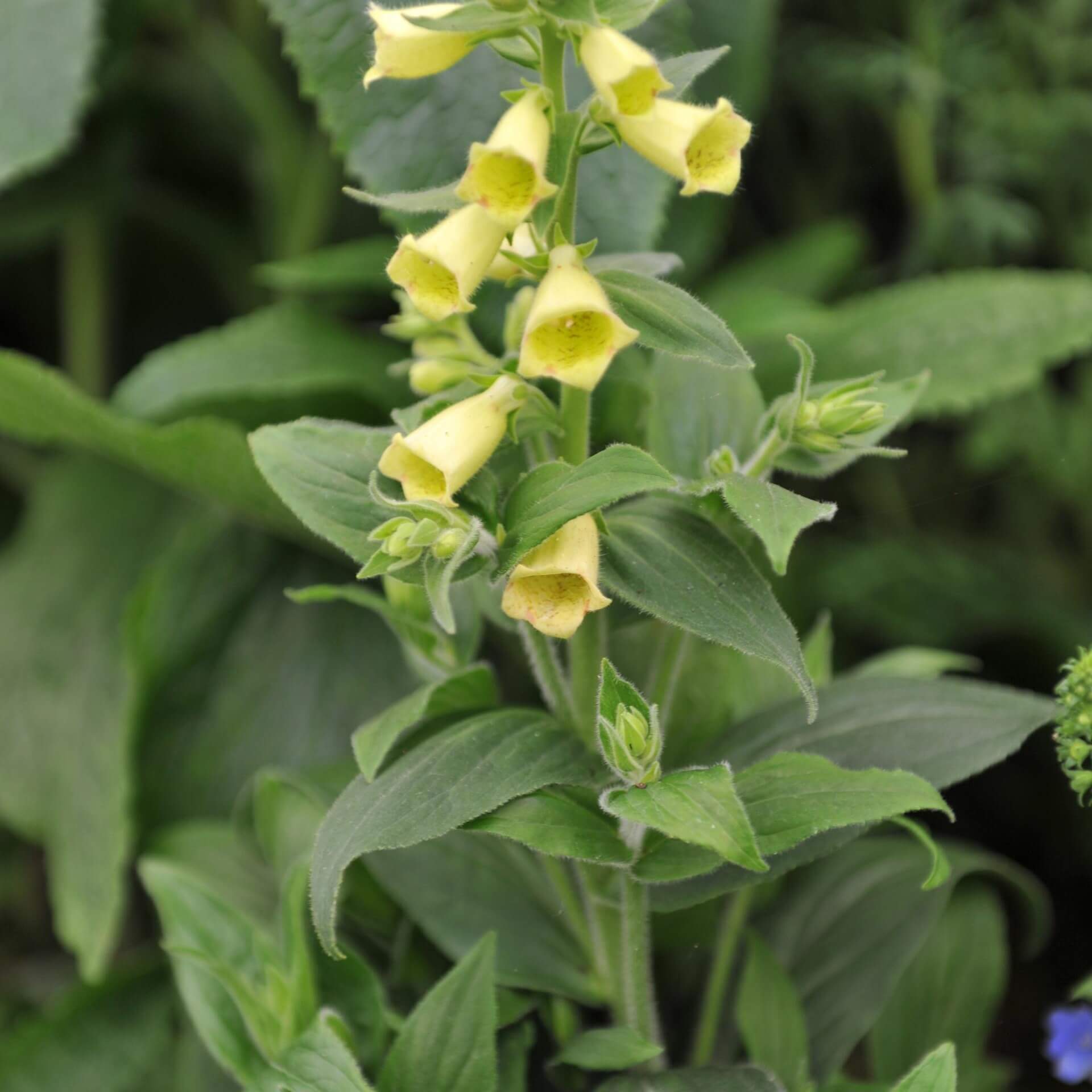 Großblütiger Fingerhut 'Carillon' (Digitalis grandiflora 'Carillon')