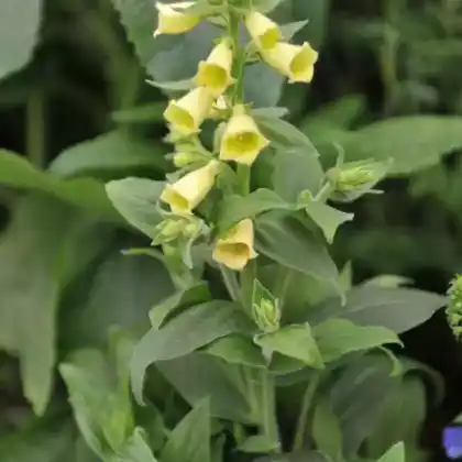 Foto von Großblütiger Fingerhut 'Carillon' (Digitalis grandiflora 'Carillon')