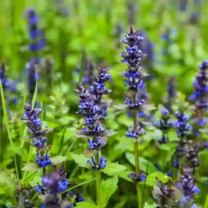 Foto von Genfer Günsel (Ajuga genevensis)
