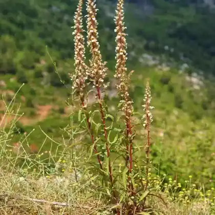 Foto von Wolliger Fingerhut (Digitalis lanata)