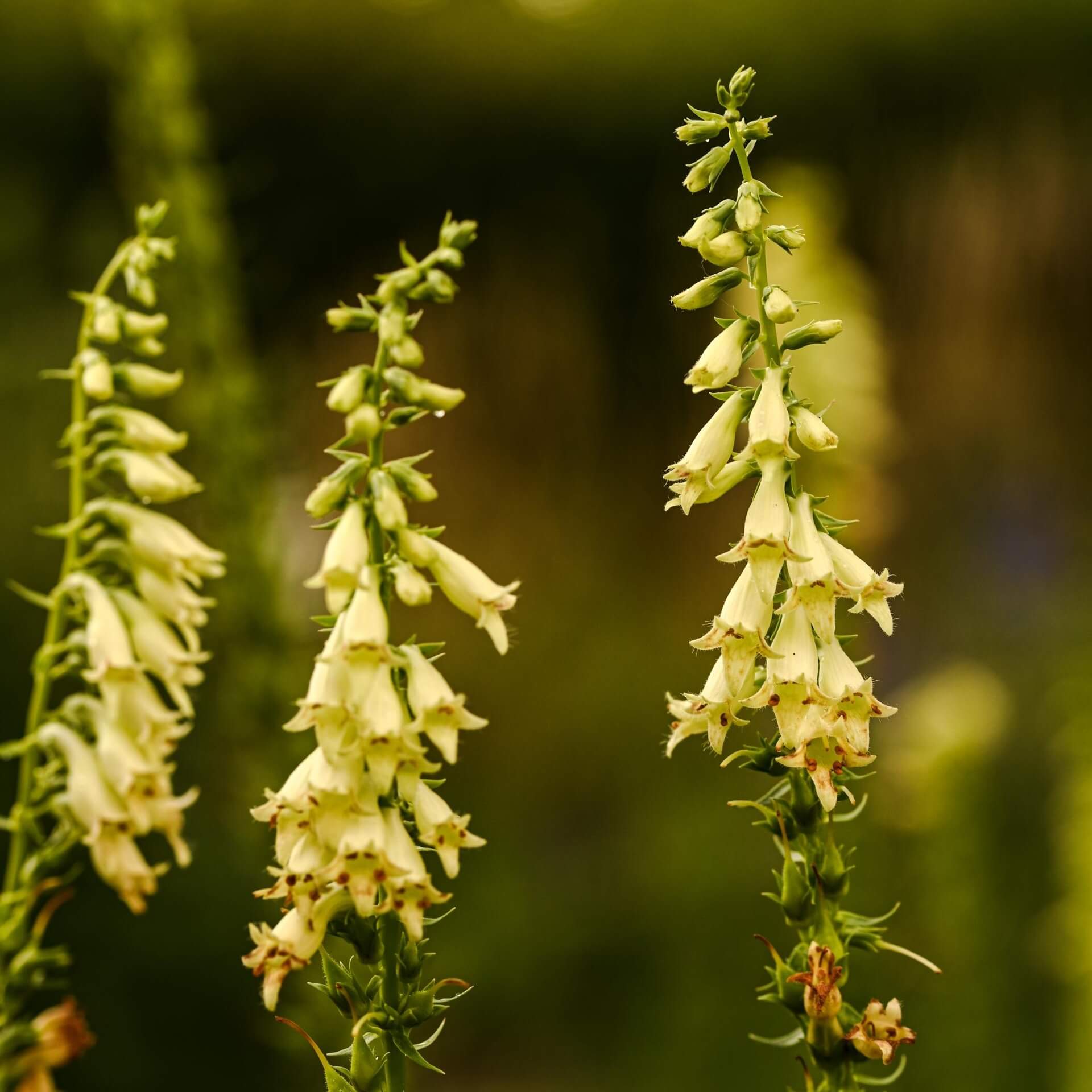 Gelber Fingerhut (Digitalis lutea)