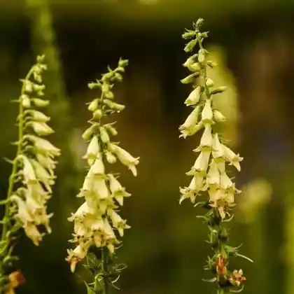 Foto von Gelber Fingerhut (Digitalis lutea)