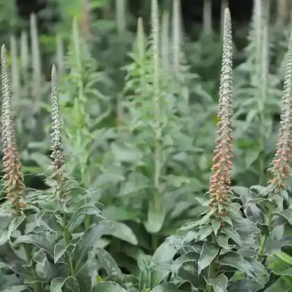 Foto von Kleinblumiger Fingerhut (Digitalis parviflora)