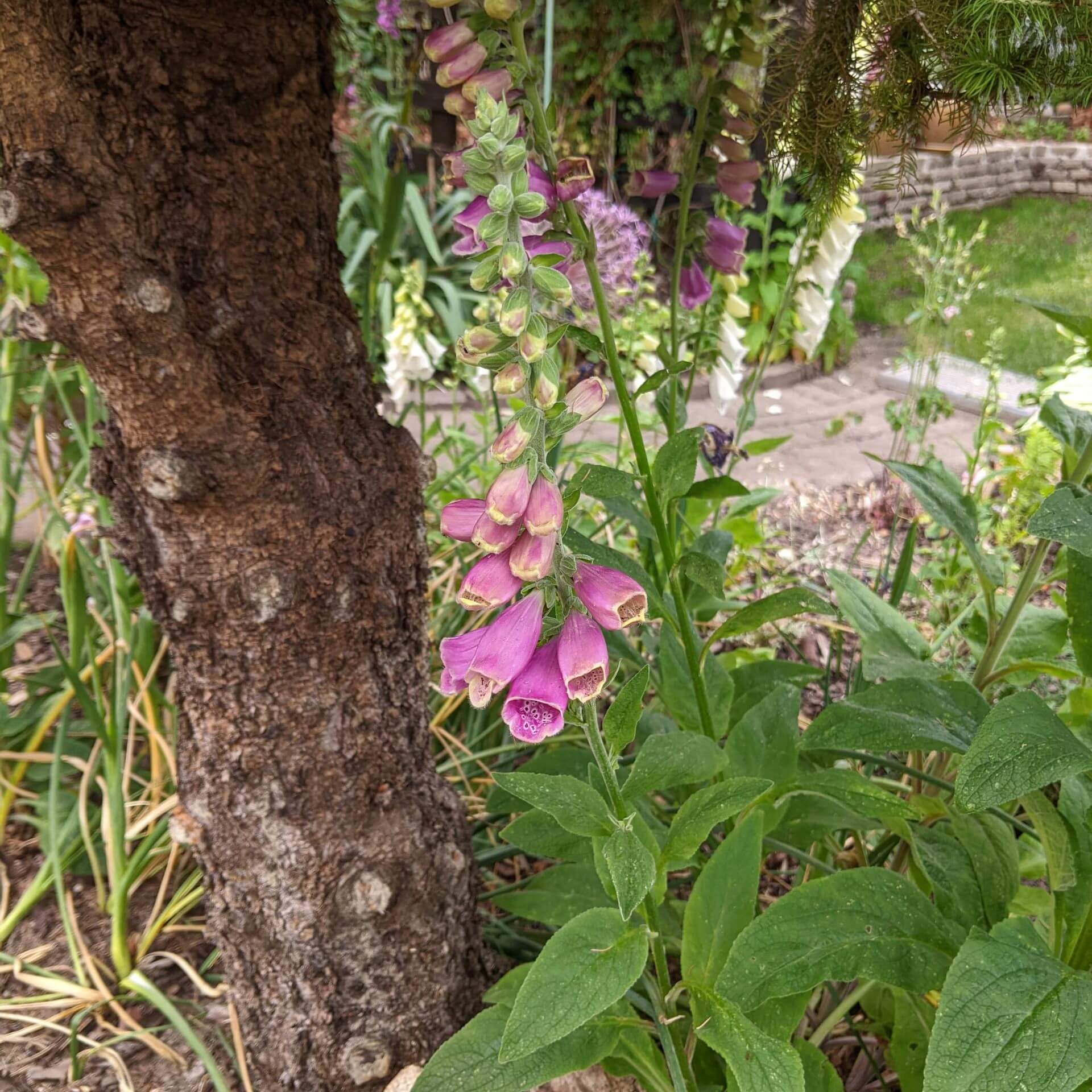 Roter Fingerhut (Digitalis purpurea)