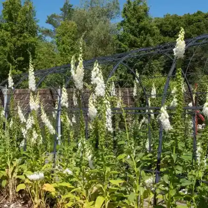 Foto von Weißblühender Fingerhut 'Alba' (Digitalis purpurea 'Alba')