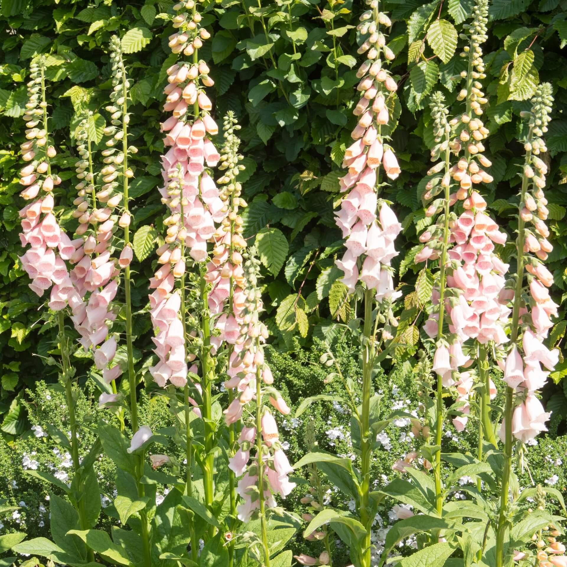 Fingerhut 'Apricot' (Digitalis purpurea 'Apricot')